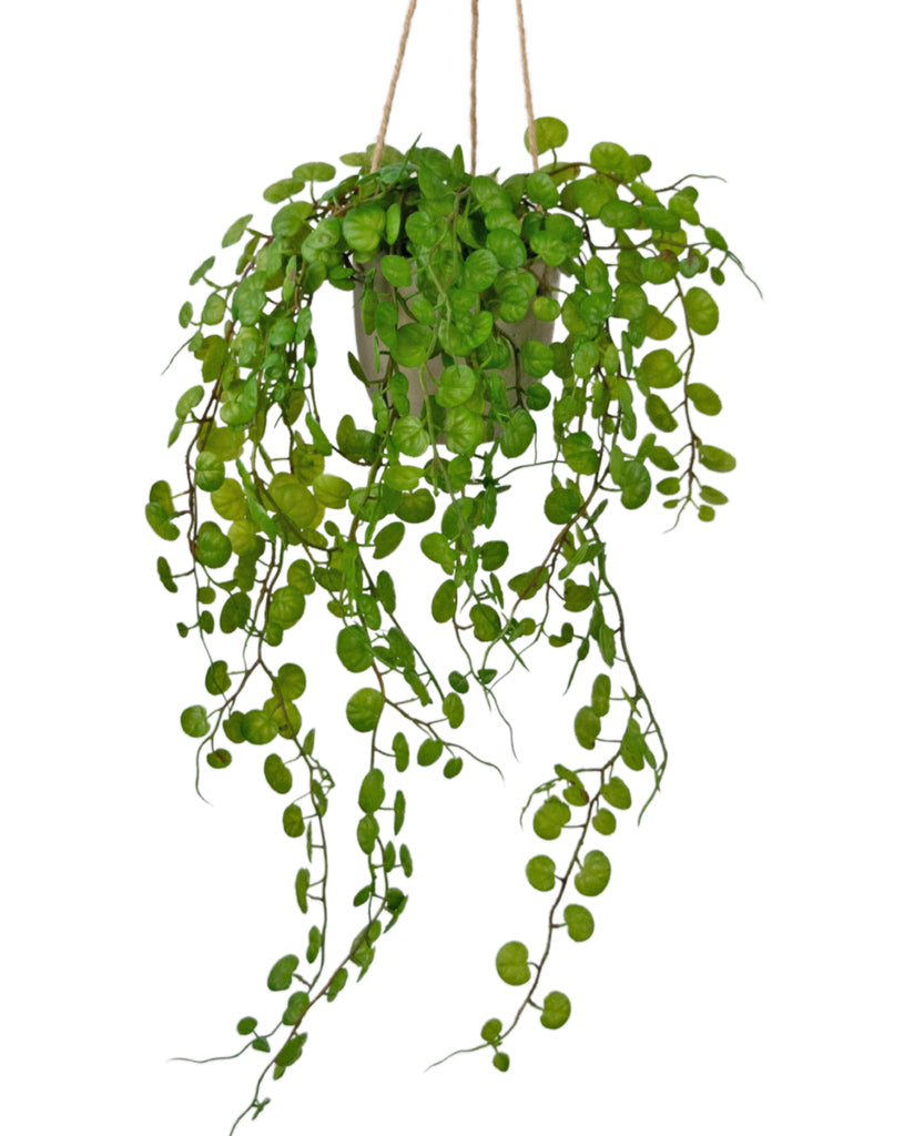 Hangplant Vetplant Groen | 43 cm