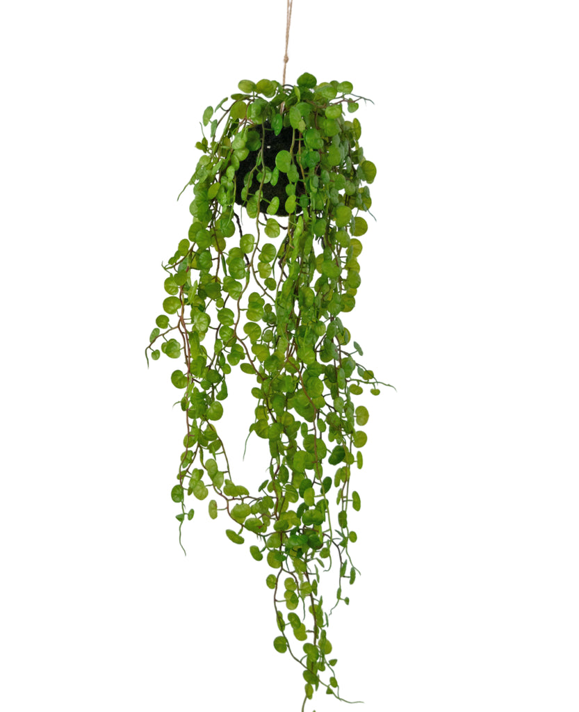 Hangplant Vetplant Groen | 78 cm