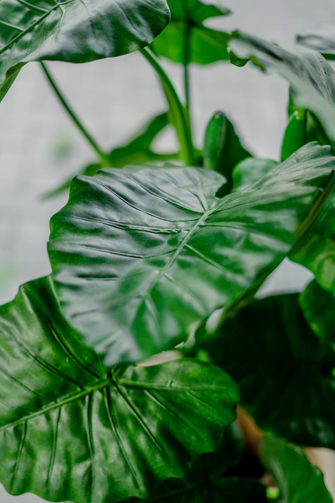 Alocasia Groen | 120 cm