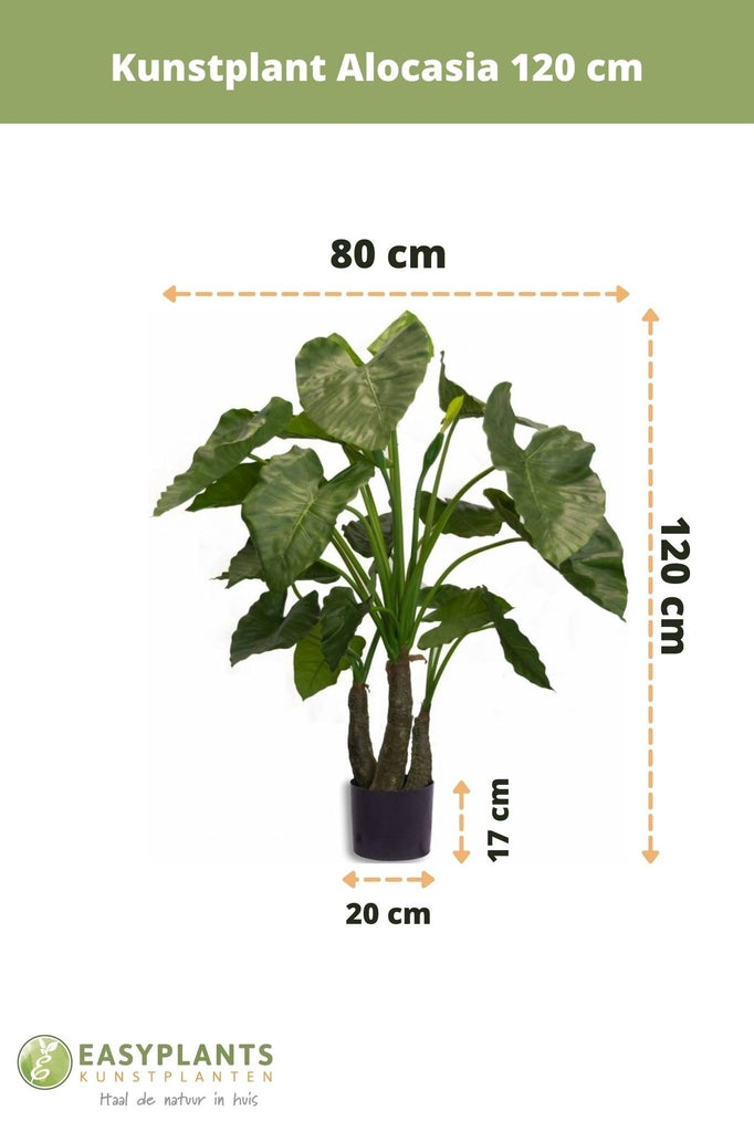 Alocasia Groen | 120 cm