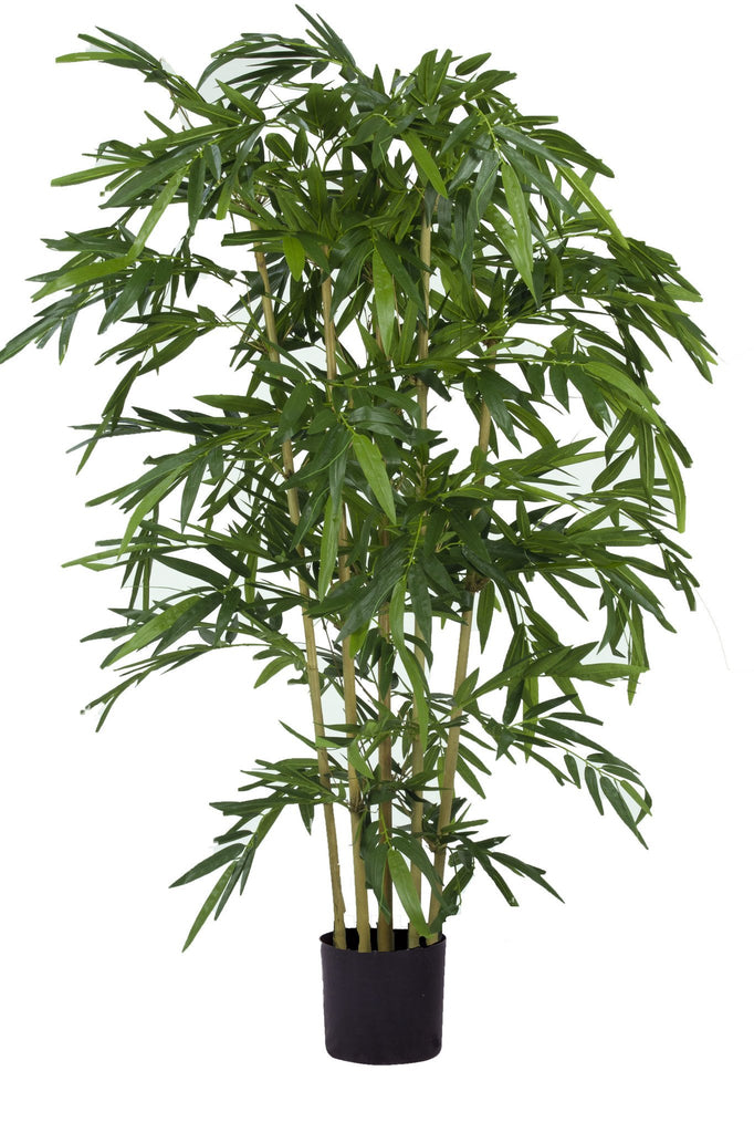 Plant Bamboe Brandvertragend Groen | 180 cm