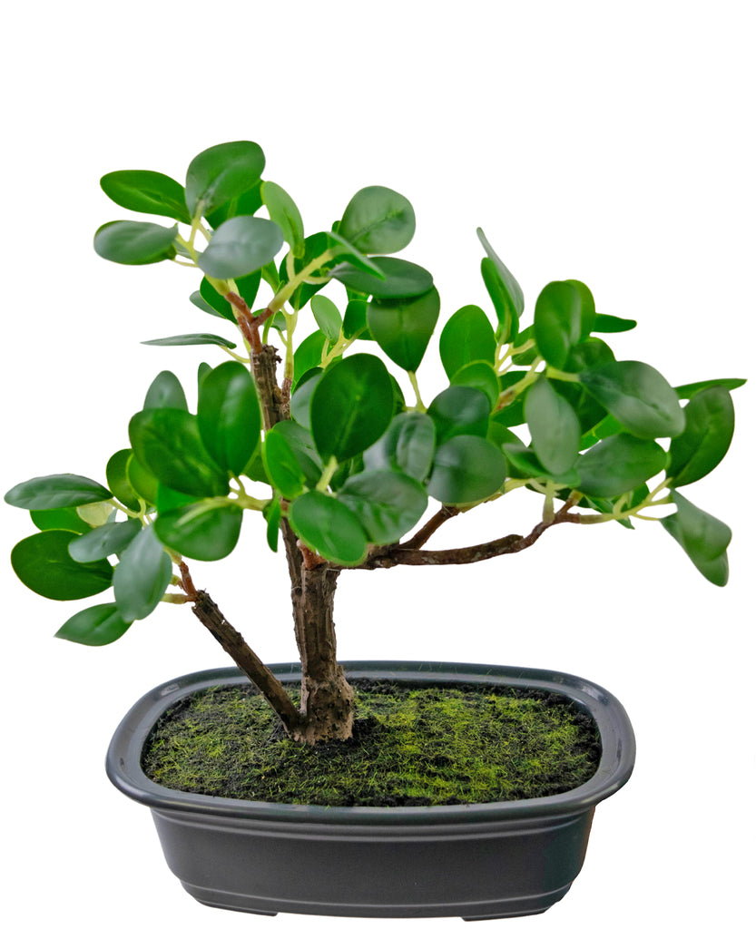 Plant Bonsai Ficus Groen | 20 cm