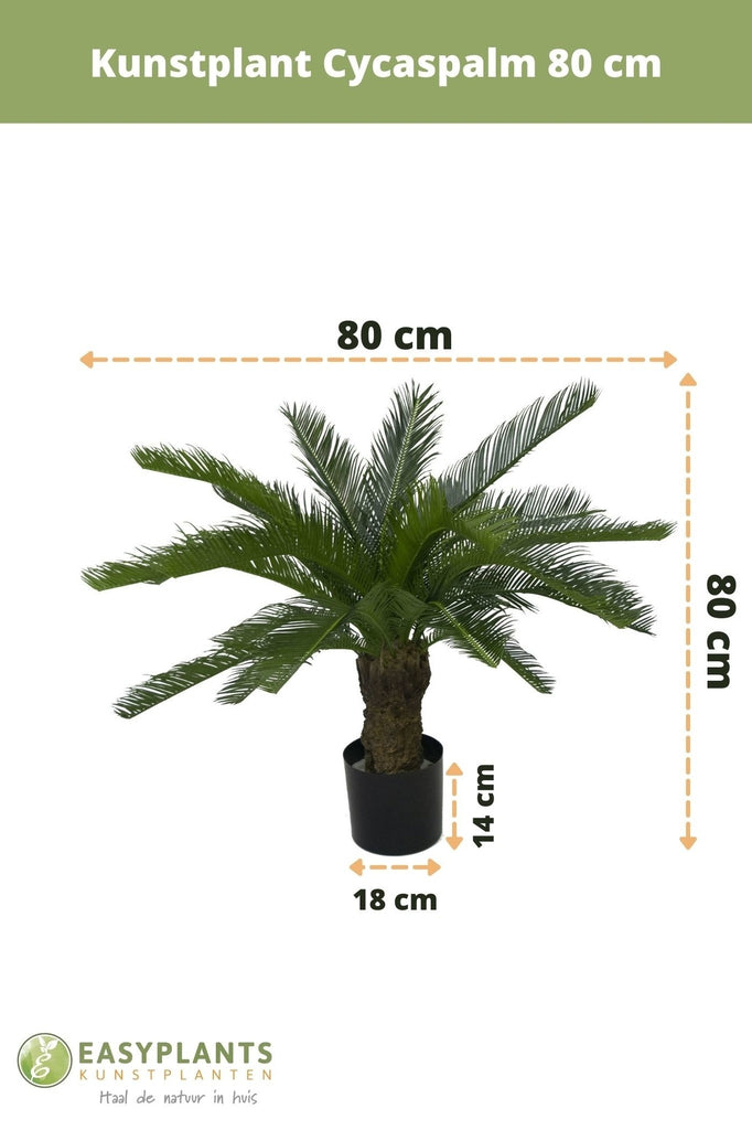 Cycaspalm Groen | 80 cm