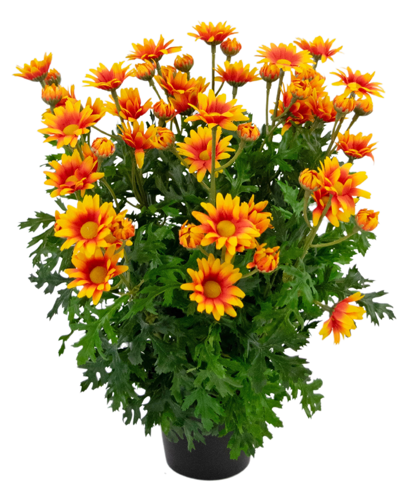 Plant Daisy Oranje | 31 cm