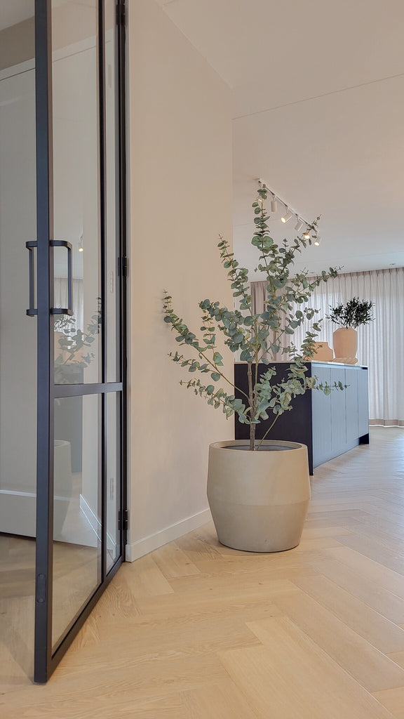 Plant Eucalyptus Groen | 150 cm