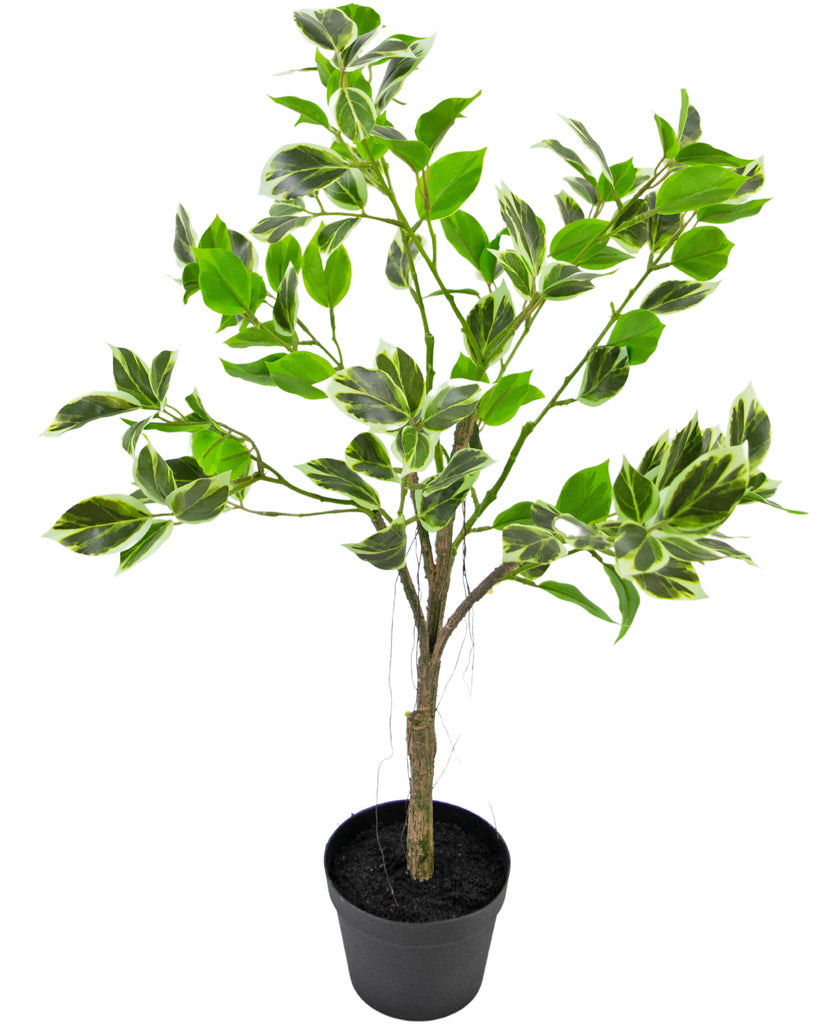 Plant Ficus Henryi Groen/Wit | 60 cm