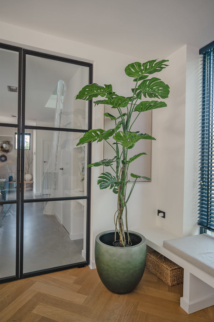 Plan Monstera | 180 cm