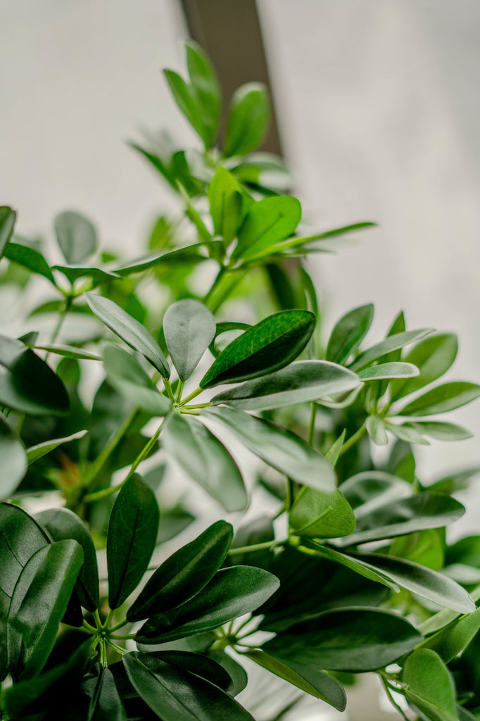 Schefflera Groen | 120 cm