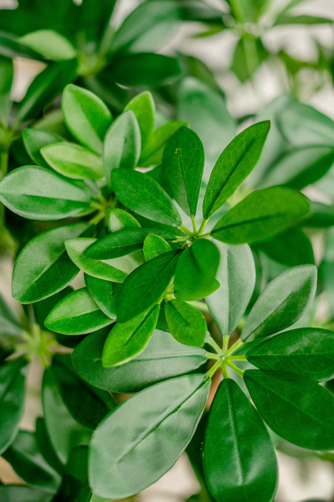 Schefflera Groen | 120 cm