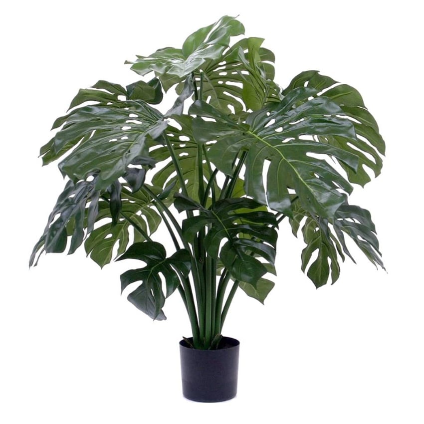 Monstera H100