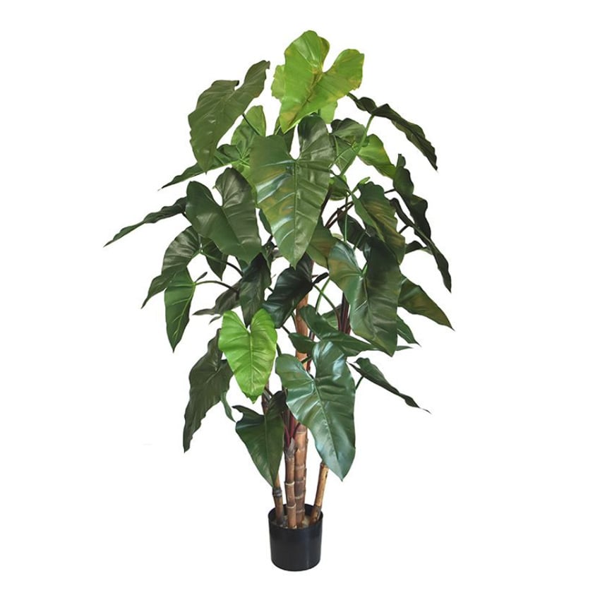 Philodendron deluxe