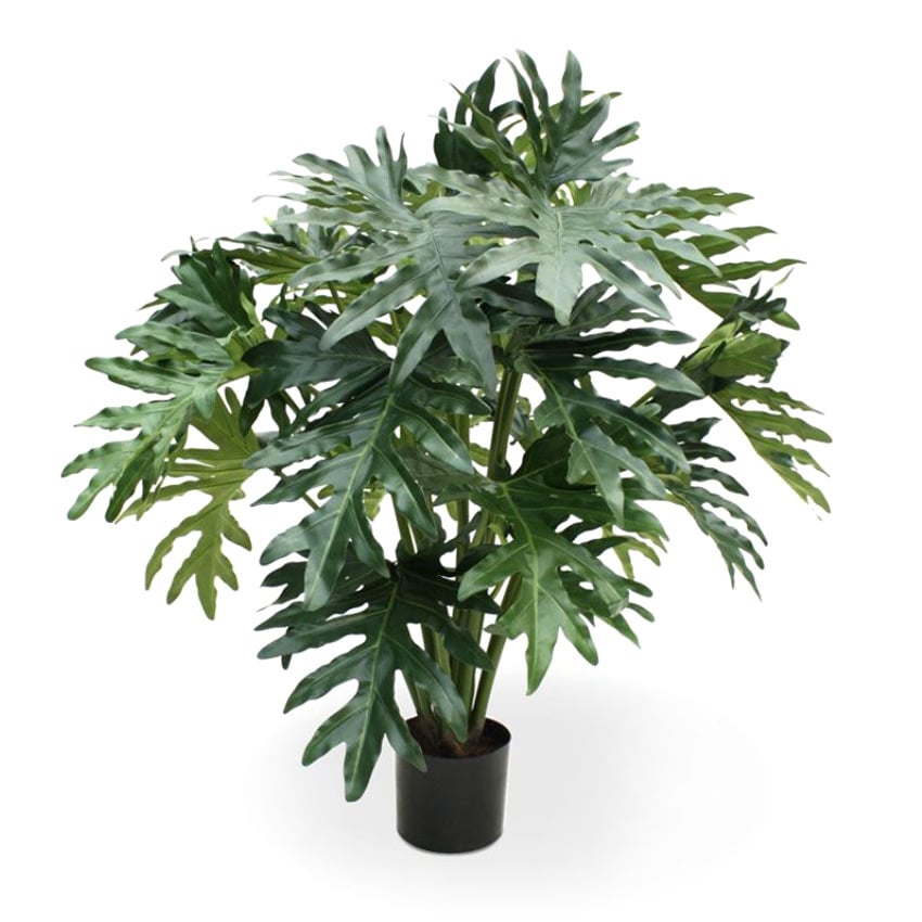 Philodendron Selloum