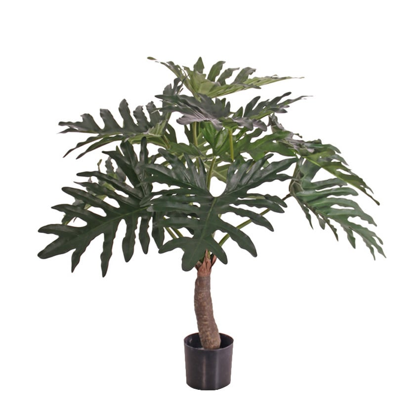 Philodendron selloum plant