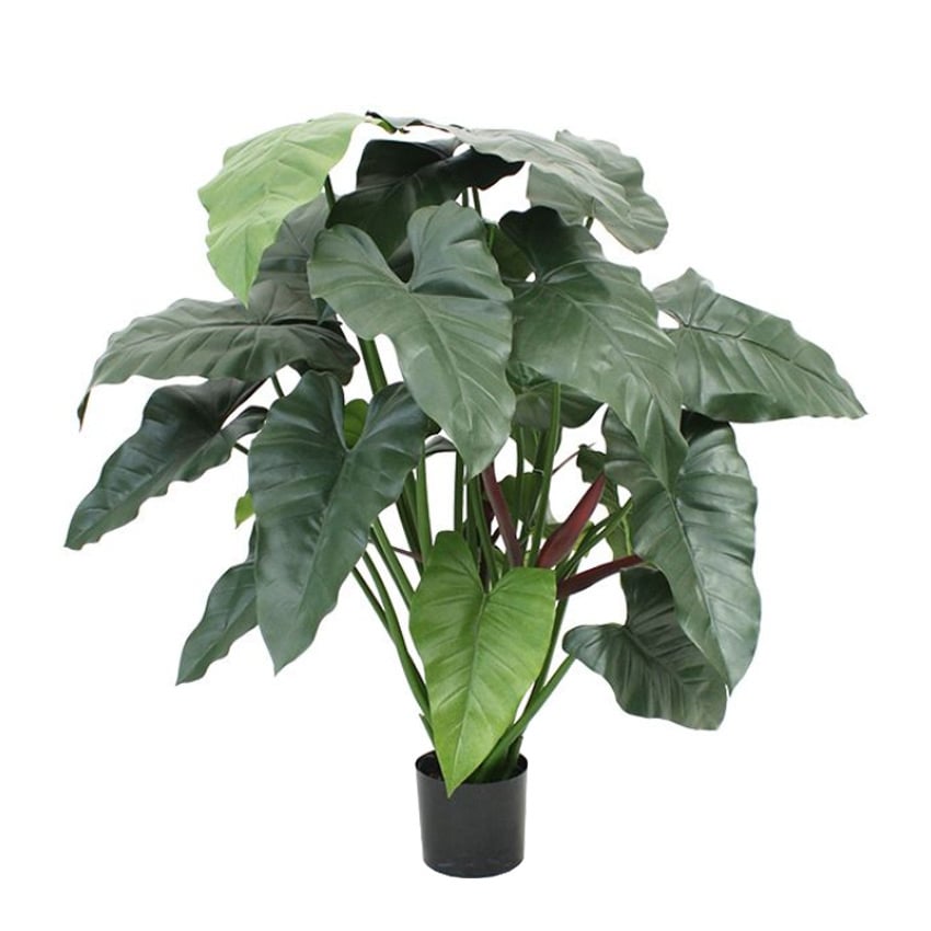 Philodendron XL