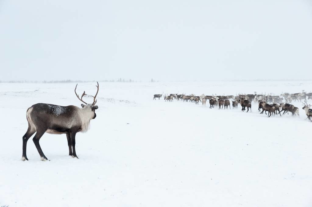 Reindeer