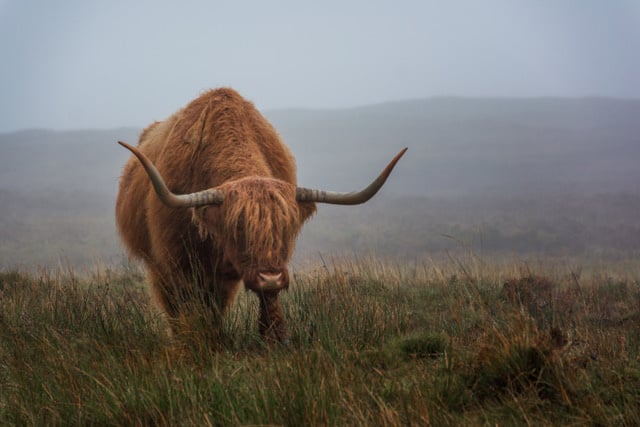 Scottish Highlander