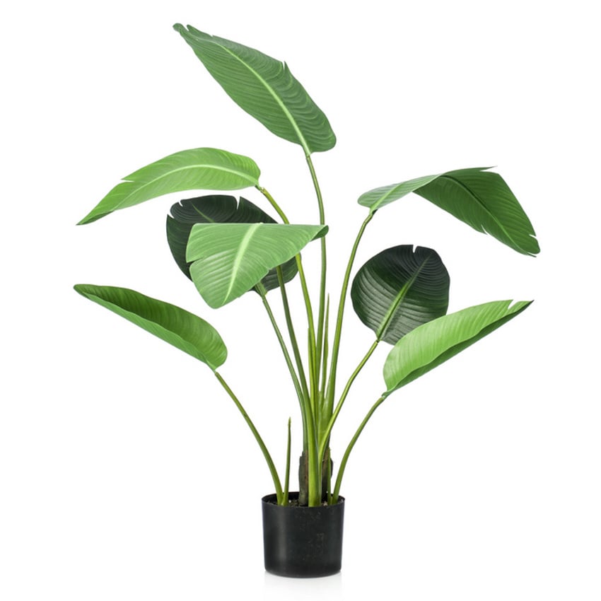 Plant Strelitzia - 120 cm