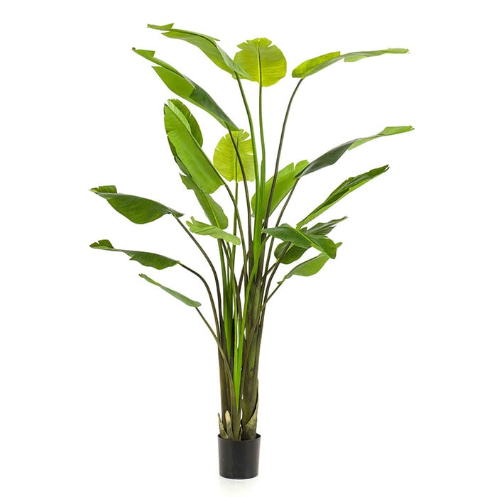 Strelitzia Plant H235