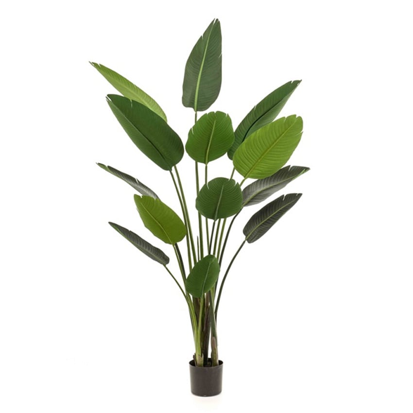 Plant Strelitzia - Groen - H190