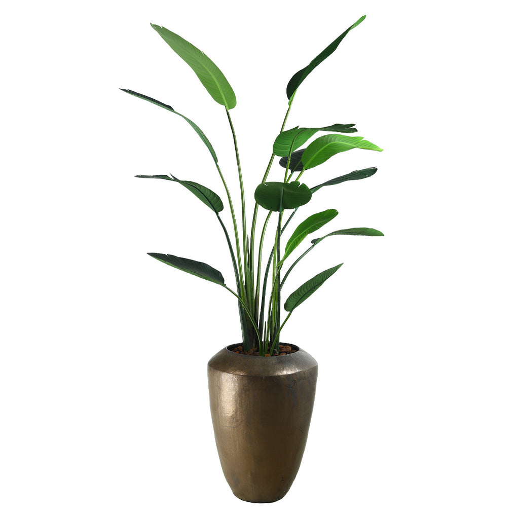 Plant Strelitzia - Groen - H190