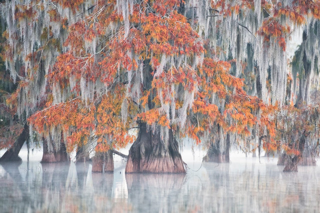 Swamp Cypress