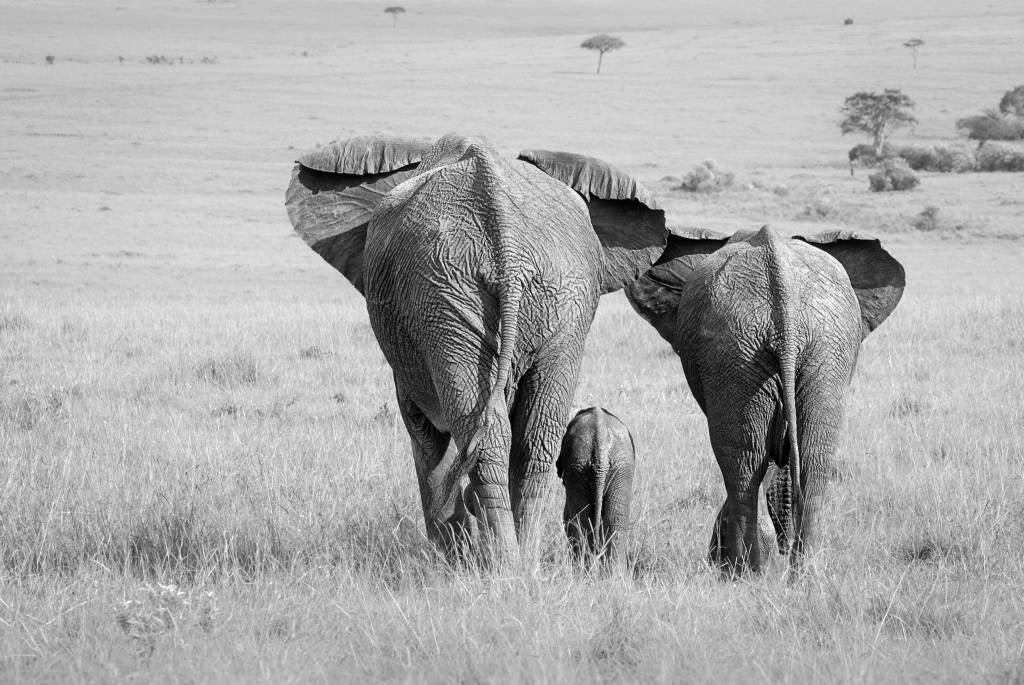 Three Butts!