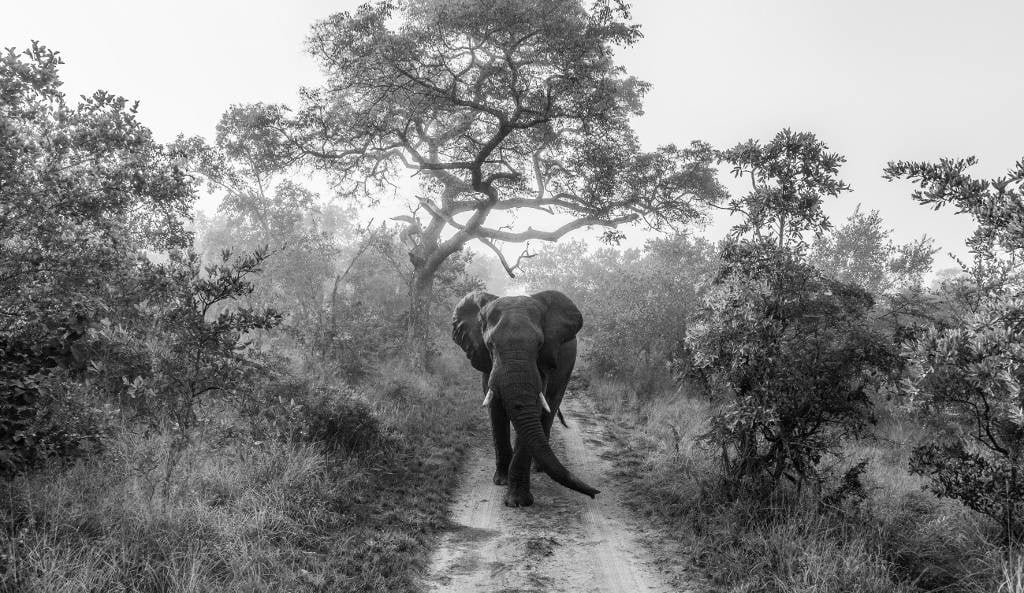 Walking giant elephant