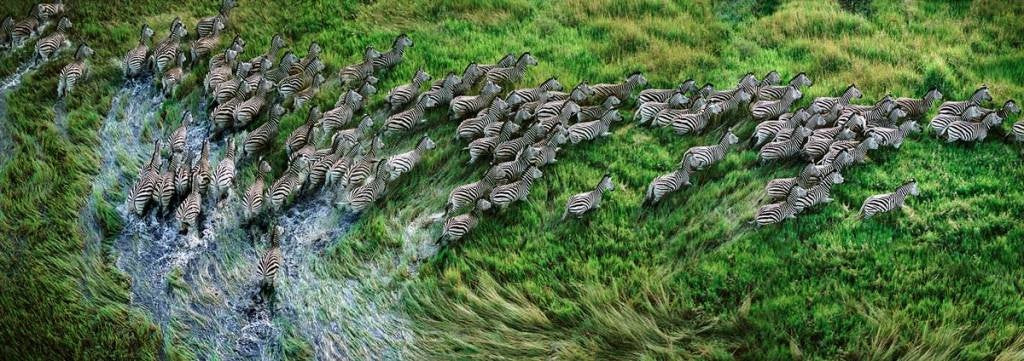 Zebraherd running through swamp